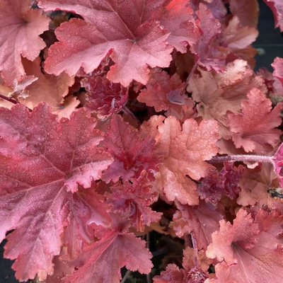 Heuchera 'Peachberry Ice' – Tűzeső