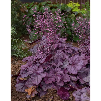 Heuchera 'Pink Panther' – Tűzeső