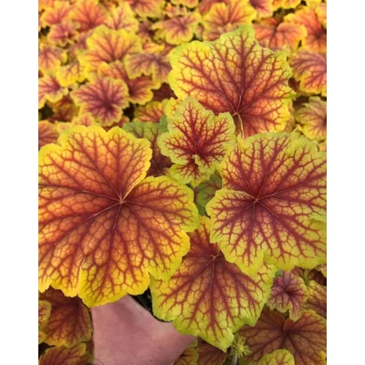 Heuchera villosa 'Red Lightning' – Tűzeső