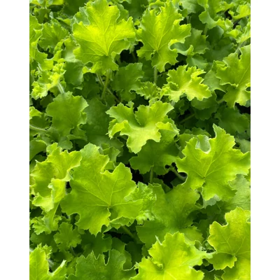 Heuchera 'Rex Lime' – Tűzeső