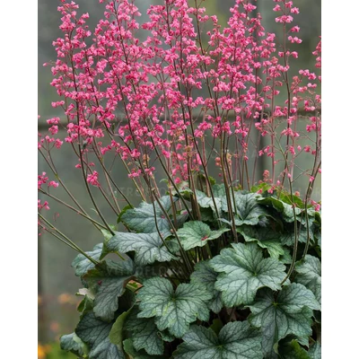 Heuchera 'Rex Peppermint' – Tűzeső
