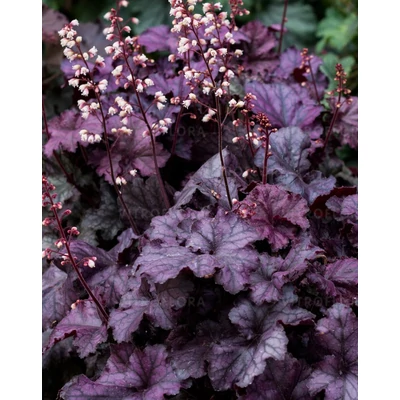 Heuchera 'Rex Purple' – Tűzeső