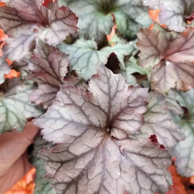 Heuchera 'Rex Silver' – Tűzeső