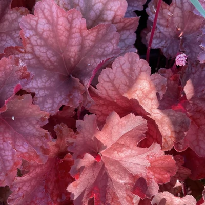 Heuchera 'Rio' – Tűzeső