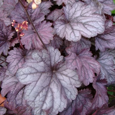 Heuchera 'Sanghai' – Tűzeső