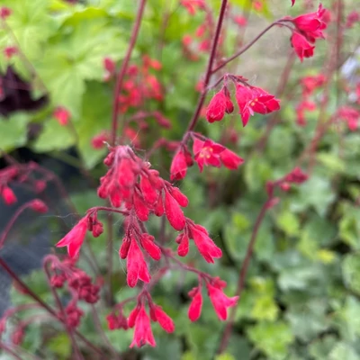 Heuchera sanguinea 'Coral Forest' - Vérvörös tűzeső (zöld lomb, piros virág)