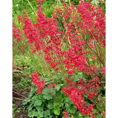 Heuchera sanguinea 'Firefly' – Vérvörös tűzeső