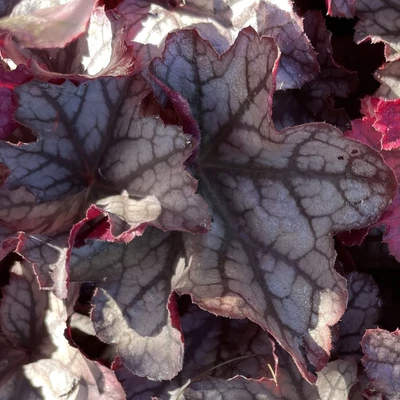 Heuchera 'Season's King' – Tűzeső