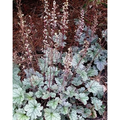 Heuchera 'Silver Scrolls' – Tűzeső
