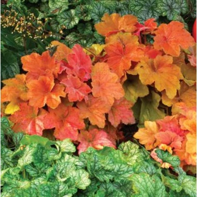 Heuchera 'Southern Comfort' – Tűzeső