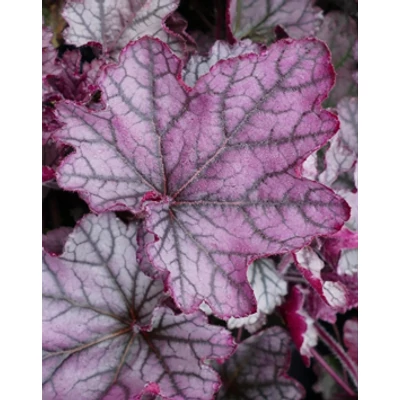 Heuchera 'Spellbound' – Tűzeső