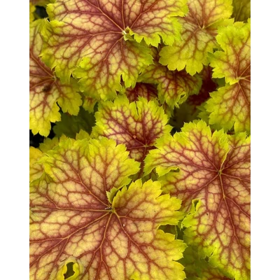 Heuchera 'Splashberry' – Tűzeső