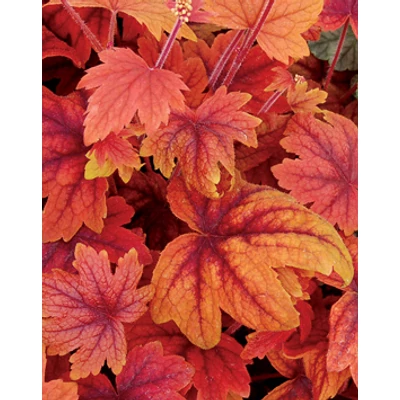 Heucherella 'Sweet Tea®'– Turbáncső