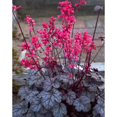 Heuchera 'Timeless Treasure' – Tűzeső