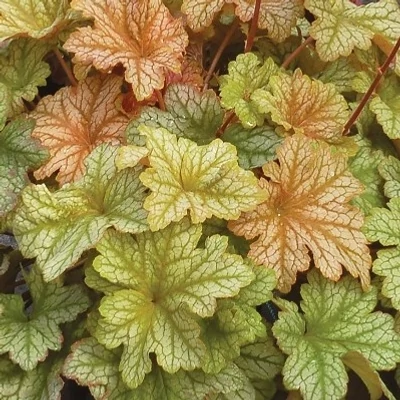 Heuchera 'Topaz Jazz' – Tűzeső