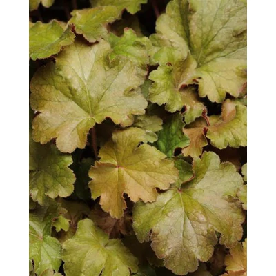 Heuchera villosa 'Carnival Coffee Bean' – Tűzeső