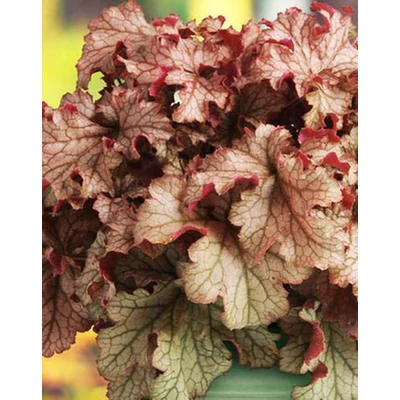 Heuchera villosa 'Carnival Peach Parfait' – Tűzeső