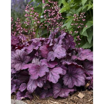 Heuchera hybrid 'Wild Rose' – Tűzeső