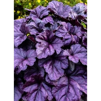 Heuchera 'Wildberry' – Tűzeső