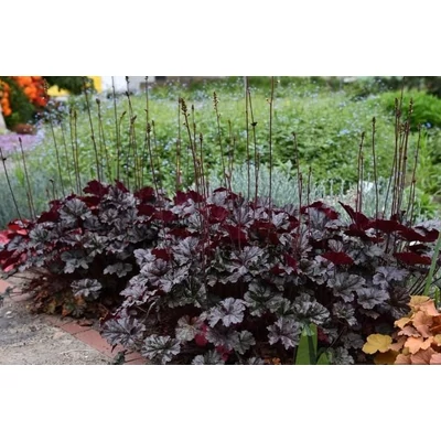 Heuchera 'World Caffe Expresso' – Tűzeső