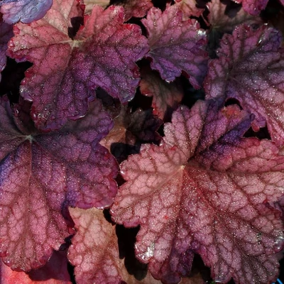 Heuchera 'World Caffe Shakerato' – Tűzeső