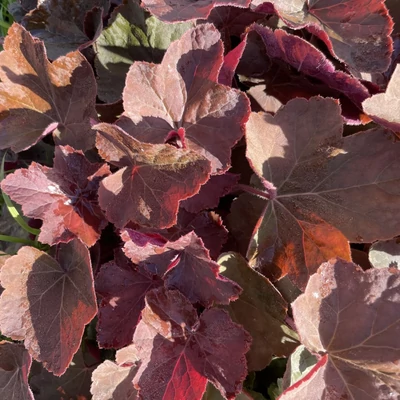 Heuchera 'XXL' – Tűzeső