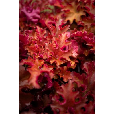 Heuchera 'Zipper' – Tűzeső