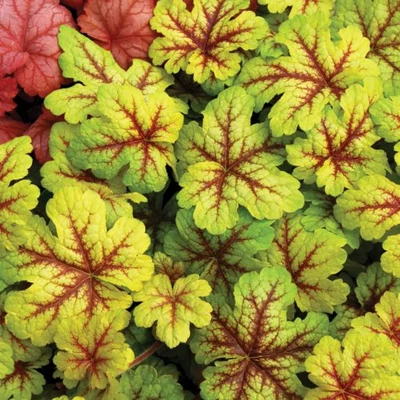 Heucherella  'Alabama Sunrise' – Turbáncső