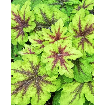 Heucherella 'Art Nouveau' – Turbáncső