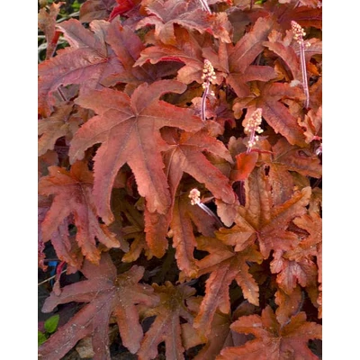 Heucherella 'Red Rover' – Turbáncső