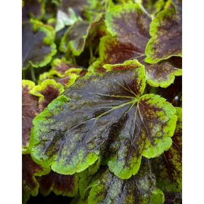 Heucherella 'Solar Eclipse' - Tűzeső