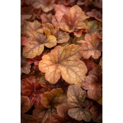 Heucherella (x) 'Buttered Rum' – Turbáncső