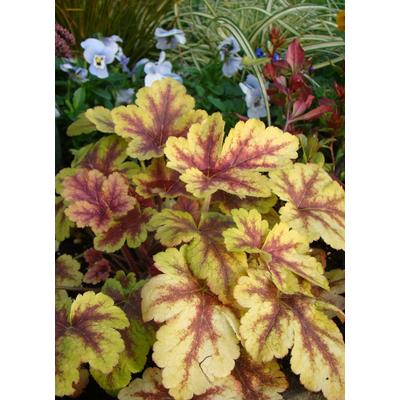 Heucherella (x) 'Golden Zebra' - Turbáncső