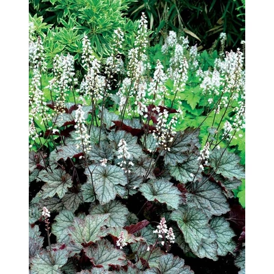 Heucherella (x) 'Twilight' – Tűzeső, turbáncső