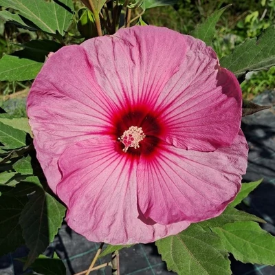 Hibiscus moscheutos Summerific® 'Candy Crush' – Mocsári hibiszkusz