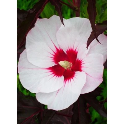 Hibiscus moscheutos Carousel® 'Jolly Heart' (syn.: 'Tahi56') – Mocsári hibiszkusz
