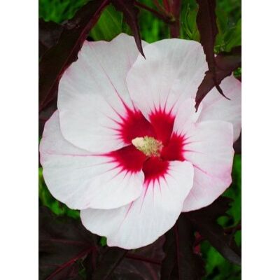 Hibiscus moscheutos 'Carousel Jolly Heart' – Mocsári hibiszkusz