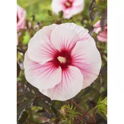 Hibiscus moscheutos 'Carousel Pink Candy' – Mocsári hibiszkusz