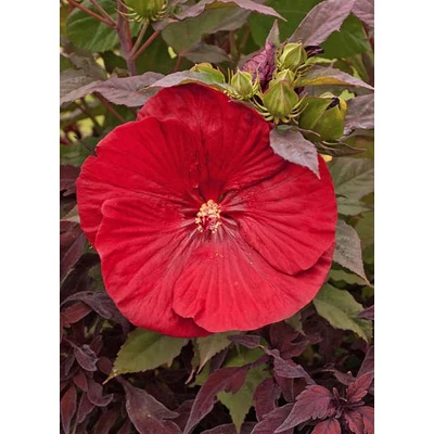 Hibiscus moscheutos Summerific® 'Cranberry Crush' – Mocsári hibiszkusz