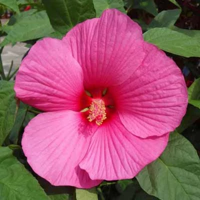 Hibiscus moscheutos 'Extreme Hot Pink' – Mocsári hibiszkusz
