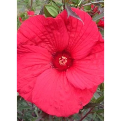Hibiscus moscheutos 'Fireball' – Mocsári hibiszkusz