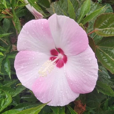 Hibiscus moscheutos 'Fujin'® – Mocsári hibiszkusz