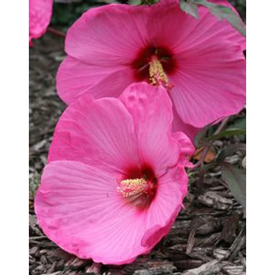 Hibiscus moscheutos 'Kui Nuku' – Mocsári hibiszkusz