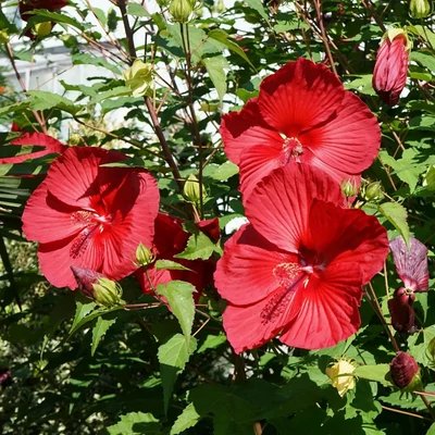 Hibiscus moscheutos Summerific® 'My Valentine' – Mocsári hibiszkusz