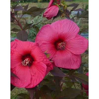 Hibiscus moscheutos 'Planet Griotte Tangri' – Mocsári hibiszkusz