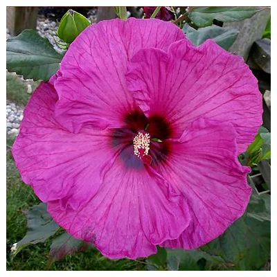 Hibiscus moscheutos 'Plum Crazy' – Mocsári hibiszkusz