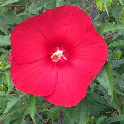 Hibiscus moscheutos 'Raijin'® – Mocsári hibiszkusz
