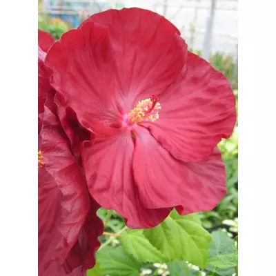 Hibiscus moscheutos 'Robert Fleming' – Mocsári hibiszkusz