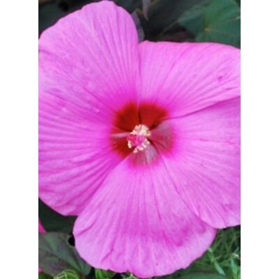 Hibiscus moscheutos 'Royal Gems' – Mocsári hibiszkusz