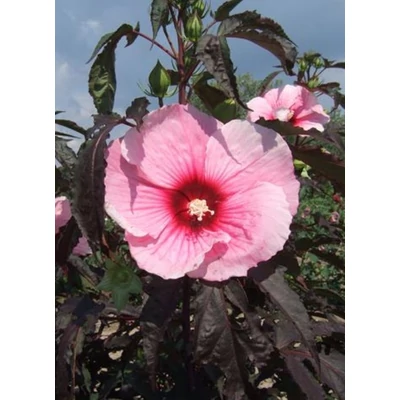 Hibiscus moscheutos 'Summer Storm' – Mocsári hibiszkusz